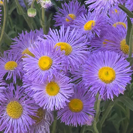 Apartmán Amartmán Přímo U Moře - Elenite *