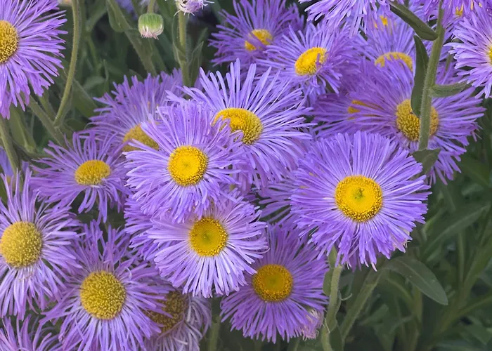 아파트 Amartman Primo U - Elenite *